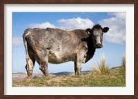 Framed Cow, Strath Taieri, near Dunedin, Otago, South Island, New Zealand