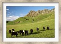 Framed Cows and farmland below Te Mata Peak, Hawkes Bay, North Island, New Zealand