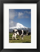 Framed Dairy Cows, Farm animals, Taranaki, New Zealand