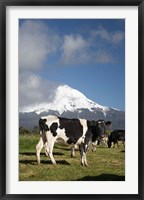 Framed Dairy Cows, Farm animals, Taranaki, New Zealand