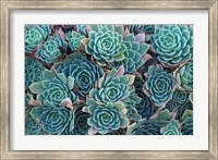 Framed Echeveria Elegans Succulents, New Zealand