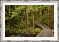 Framed Footbridge over Waikoromiko Stream and forest, North Island, New Zealand