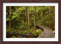 Framed Footbridge over Waikoromiko Stream and forest, North Island, New Zealand