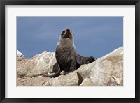 Framed Fur Seal, Kaikoura Coast, South Island, New Zealand