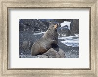 Framed Fur Seal, Ngawi, Wairarapa, North Island, New Zealand