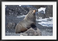 Framed Fur Seal, Ngawi, Wairarapa, North Island, New Zealand