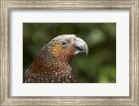 Framed Kaka, Tropical Bird, Karori Sanctuary, New Zealand