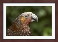 Framed Kaka, Tropical Bird, Karori Sanctuary, New Zealand