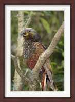Framed Kaka, Tropical Bird, Pukaha Mount Bruce, New Zealand