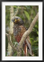 Framed Kaka, Tropical Bird, Pukaha Mount Bruce, New Zealand