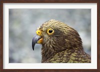Framed Kea, Alpine Parrot, Tropical Bird, New Zealand