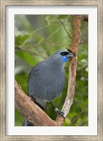 Framed Kokako bird, Wairarapa, North Island, New Zealand