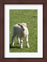 Framed Lamb, Farm animal, Otago, South Island, New Zealand