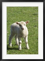 Framed Lamb, Farm animal, Otago, South Island, New Zealand