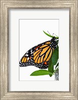 Framed Monarch Butterfly