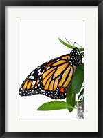 Framed Monarch Butterfly