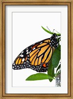 Framed Monarch Butterfly