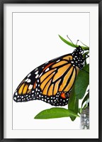 Framed Monarch Butterfly