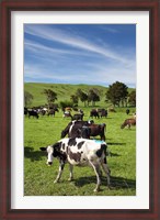 Framed New Zealand, North Island, Dairy Cows, Farm animal