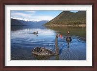 Framed New Zealand, South Island, Nelson Lakes, Black Swan birds