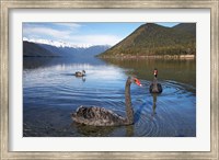 Framed New Zealand, South Island, Nelson Lakes, Black Swan birds
