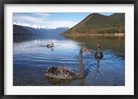 Framed New Zealand, South Island, Nelson Lakes, Black Swan birds