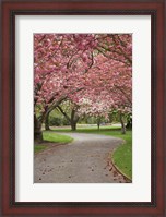 Framed Path in Spring Blossom, Ashburton Domain, New Zealand