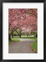 Framed Path in Spring Blossom, Ashburton Domain, New Zealand