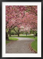 Framed Path in Spring Blossom, Ashburton Domain, New Zealand