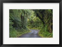 Framed Path to Dawson Falls, Egmont, North Island, New Zealand