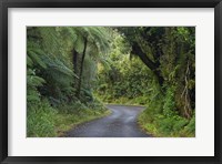 Framed Path to Dawson Falls, Egmont, North Island, New Zealand