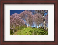Framed Paulownia Plantation, Spring Season, New Zealand