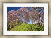 Framed Paulownia Plantation, Spring Season, New Zealand