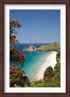 Framed Pohutukawa Tree, Beach, North Island, New Zealand