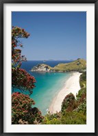 Framed Pohutukawa Tree, Beach, North Island, New Zealand