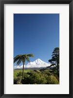 Framed Punga, Taranaki Mountain, North Island, New Zealand