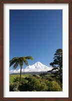 Framed Punga, Taranaki Mountain, North Island, New Zealand