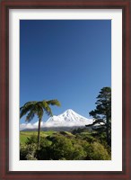 Framed Punga, Taranaki Mountain, North Island, New Zealand