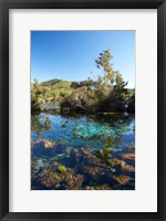 Framed Pupu Springs, Golden Bay, South Island, New Zealand