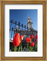 Framed Red Tulips & Municipal Chambers Clock Tower, Octagon, South Island, New Zealand