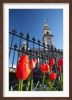 Framed Red Tulips & Municipal Chambers Clock Tower, Octagon, South Island, New Zealand