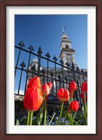 Framed Red Tulips & Municipal Chambers Clock Tower, Octagon, South Island, New Zealand