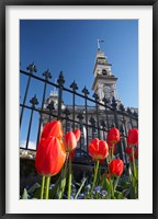 Framed Red Tulips & Municipal Chambers Clock Tower, Octagon, South Island, New Zealand