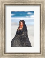 Framed Sea Lion, Sandfly Bay, Otago, South Island, New Zealand