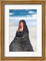 Framed Sea Lion, Sandfly Bay, Otago, South Island, New Zealand