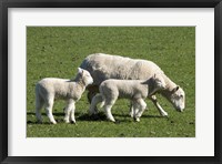 Framed Sheep and Lambs, near Dunedin, Otago, South Island, New Zealand