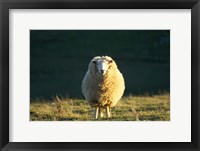 Framed Sheep, Farm animal, Dunedin, South Island, New Zealand
