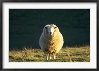 Framed Sheep, Farm animal, Dunedin, South Island, New Zealand