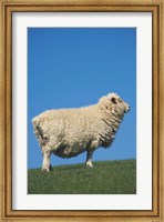 Framed Sheep, Farm animal, Scroggs Hill, So Island, New Zealand