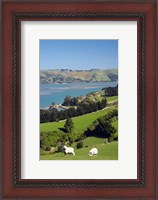 Framed Sheep, Farm animals, Sawyers Bay, So Island, New Zealand